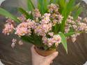 Oncidium Tsiku Maguerit Romantic Fantasy